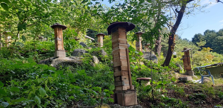 경기도, ‘26년 한봉(토종벌) 꿀 ...